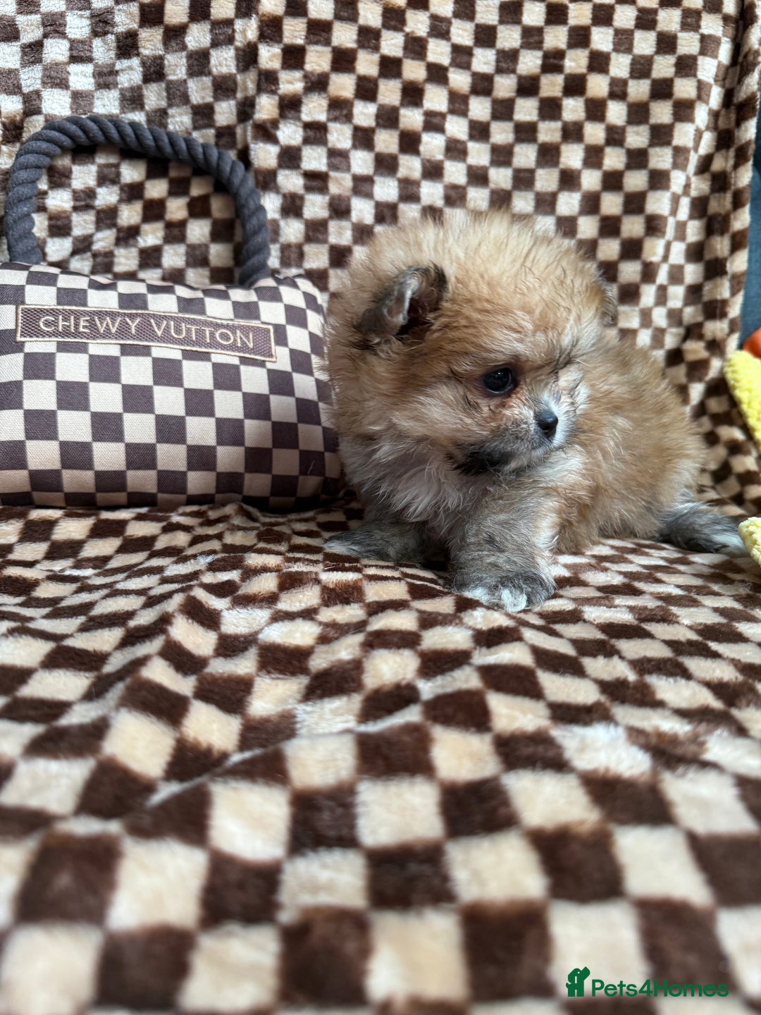 Mixed Breed dogs for sale: RARE  Shipom /pomshi Pomeranian and Shihtzu cross  - Image 19