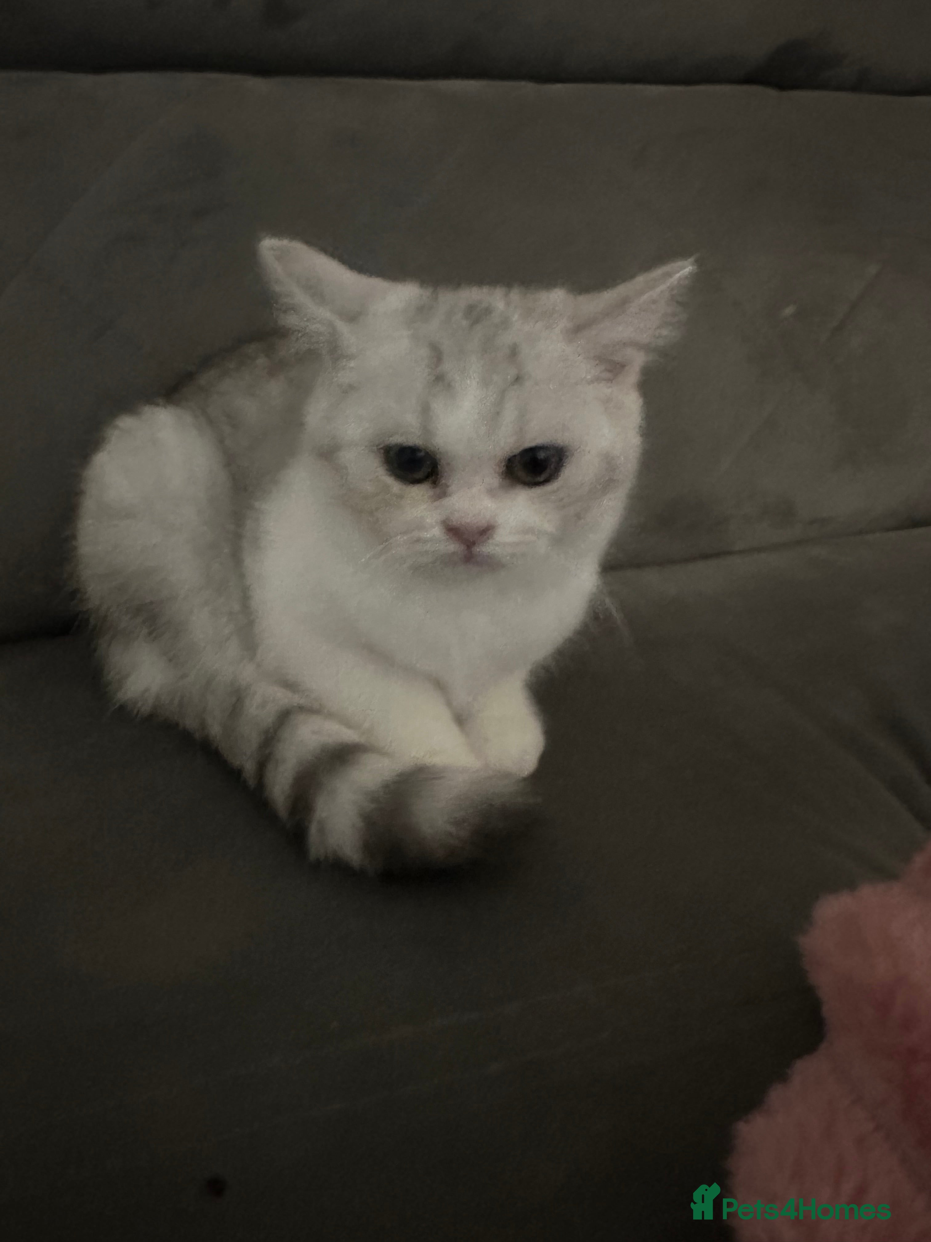 Scottish Fold cats Scottish fold kittens for sale - Advert 10