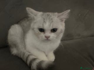 Scottish Fold cats Scottish fold kittens for sale - Advert 7