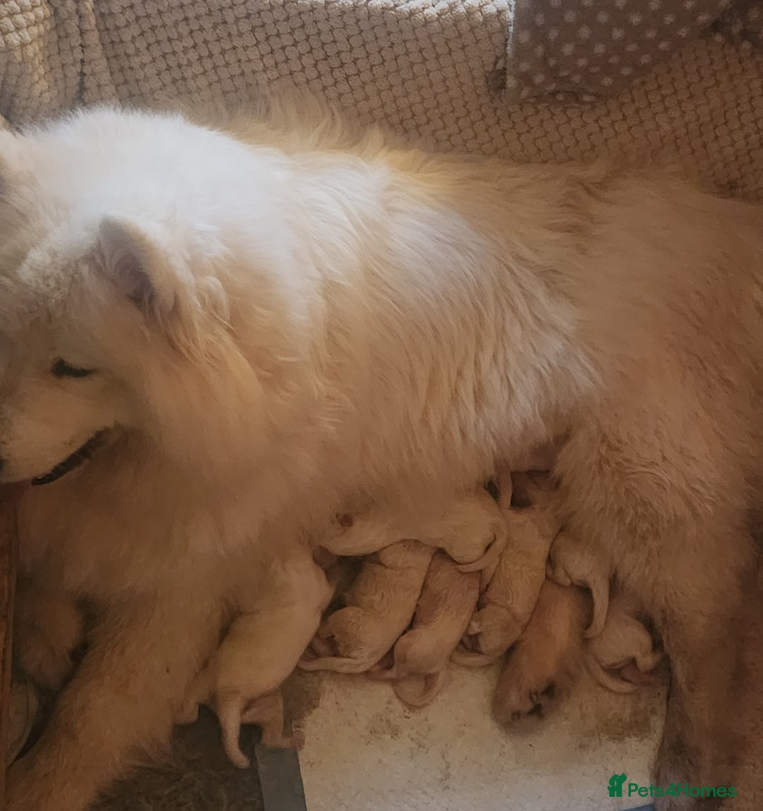 Samoyed dogs for sale: Outstanding Litter of Pedigree Samoyeds - Advert 1