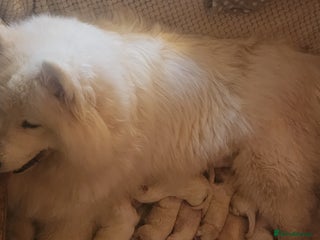 Samoyed dogs Outstanding Litter of Pedigree Samoyeds - Advert 2