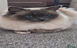 Ragdoll cats for sale: 2 x GCCF Registered Ragdolls for Sale - Image 4