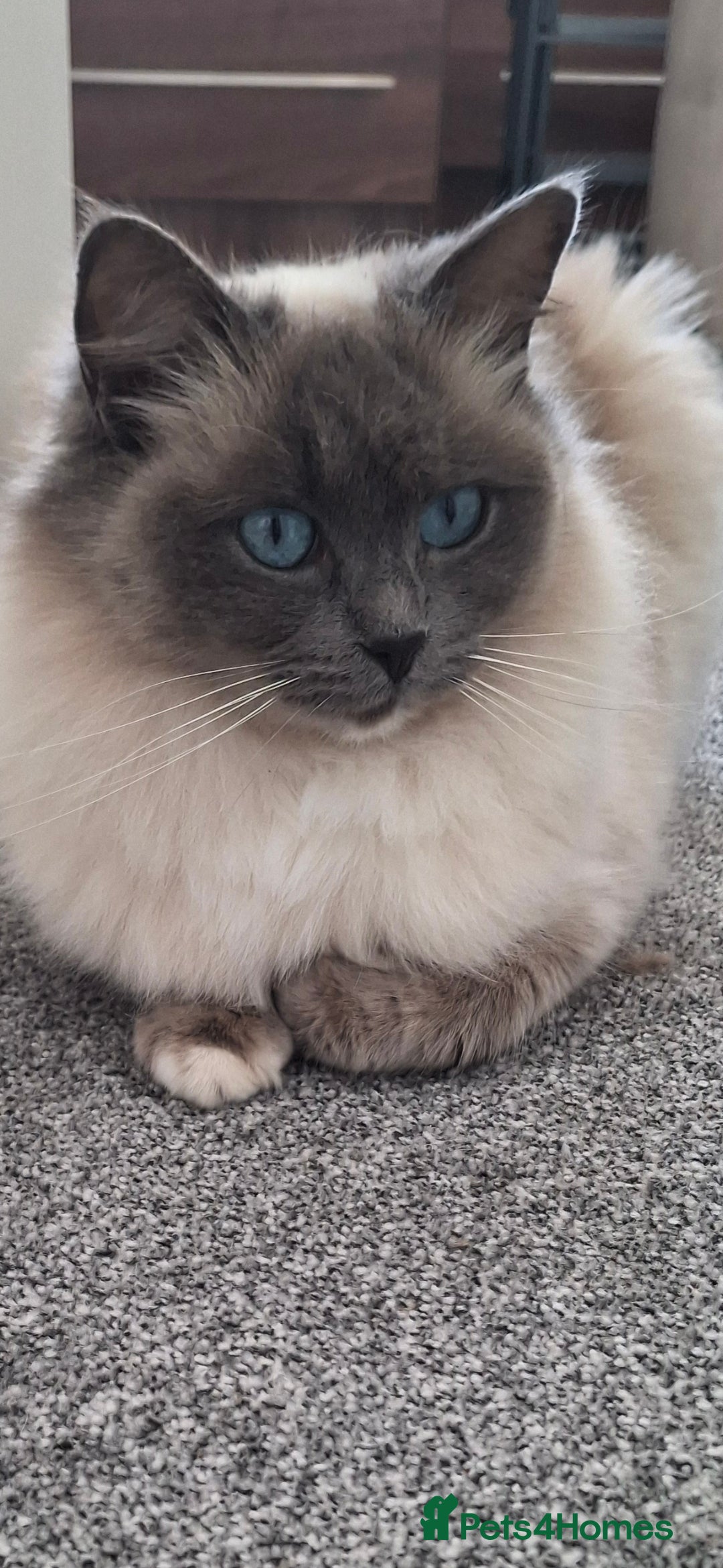 Ragdoll cats for sale: 2 x GCCF Registered Ragdolls for Sale - Image 4