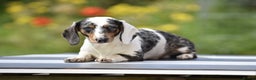 Dachshund dogs for stud: Piebald colored Dachshund for stud! in Preston - Advert 2