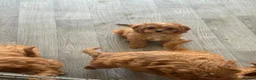 Cavapoo dogs for sale: Tiny toy cavapoos  - Advert 7