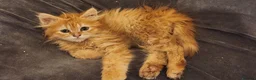 Siberian cats for sale: Pure Siberian kittens for sale - Advert 6