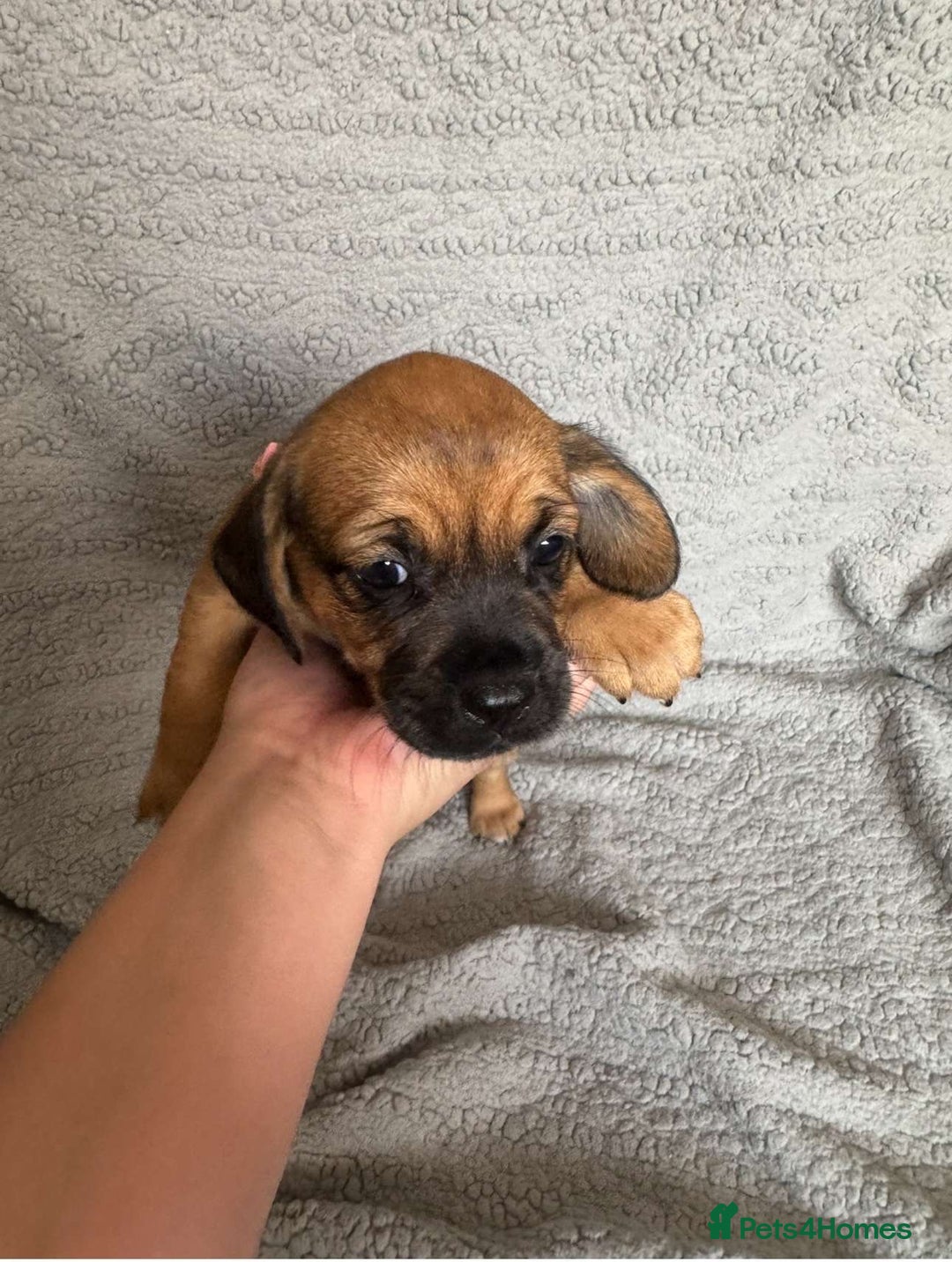 Puggle dogs for sale:  Puggle’s For Sale 🐶  - Image 2