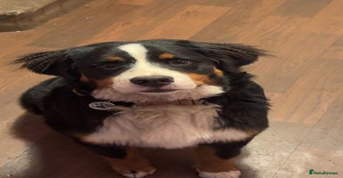 Bernese Mountain Dog dogs Bernese Mountain dog Puppy – Looking for Home - Advert 5