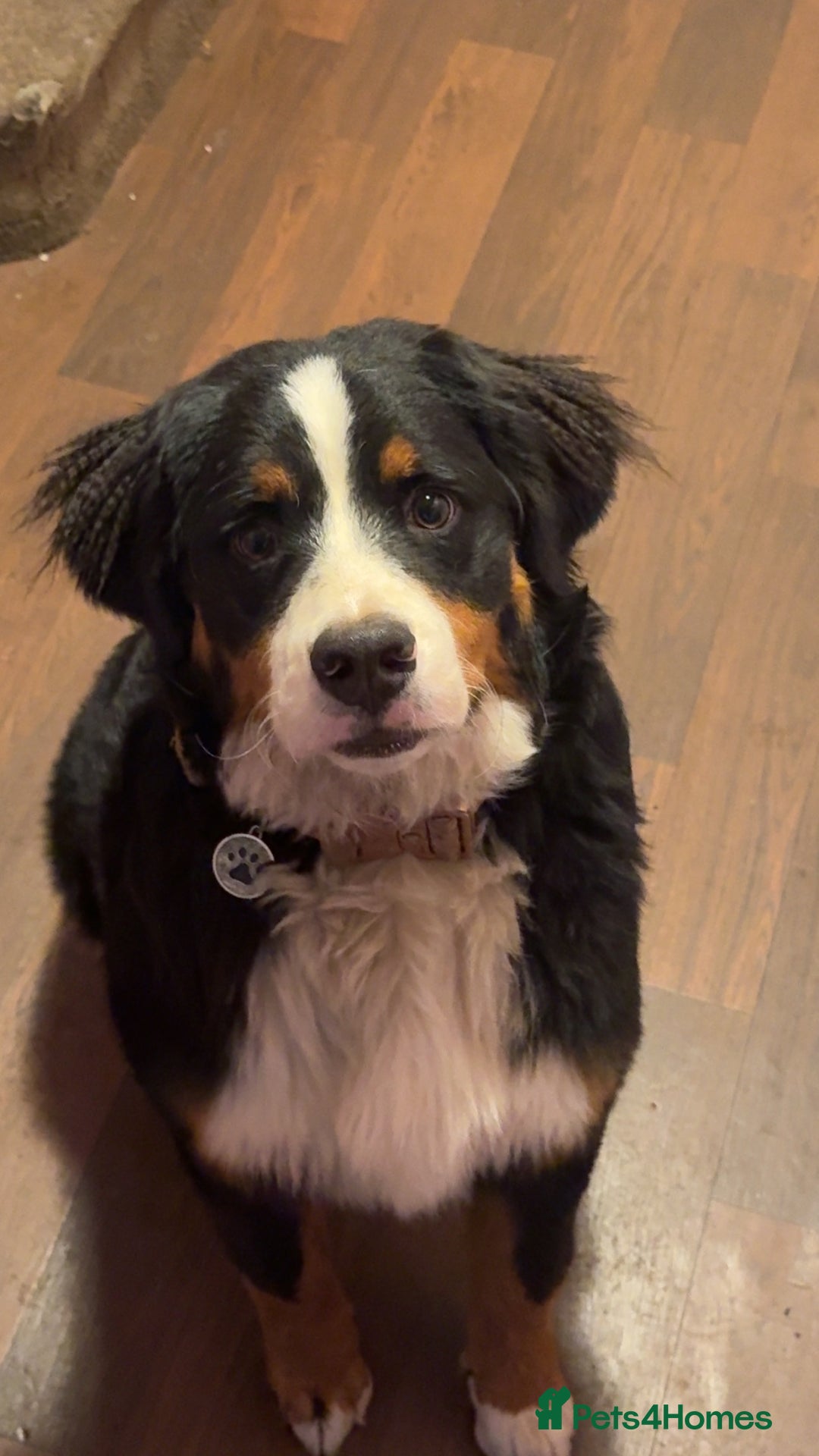 Bernese Mountain Dog dogs for sale: Bernese Mountain dog Puppy – Looking for Home - Advert 2