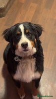 Bernese Mountain Dog dogs Bernese Mountain dog Puppy – Looking for Home - Advert 2