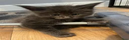 Maine Coon cats for sale: Gorgeous mainecoon kittens  in Hailsham - Advert 5