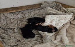Cocker Spaniel dogs for sale: Cocker Spaniel pups - Advert 7