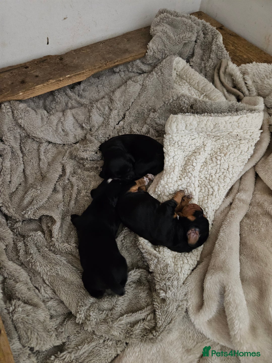 Cocker Spaniel dogs for sale: Cocker Spaniel pups - Advert 7