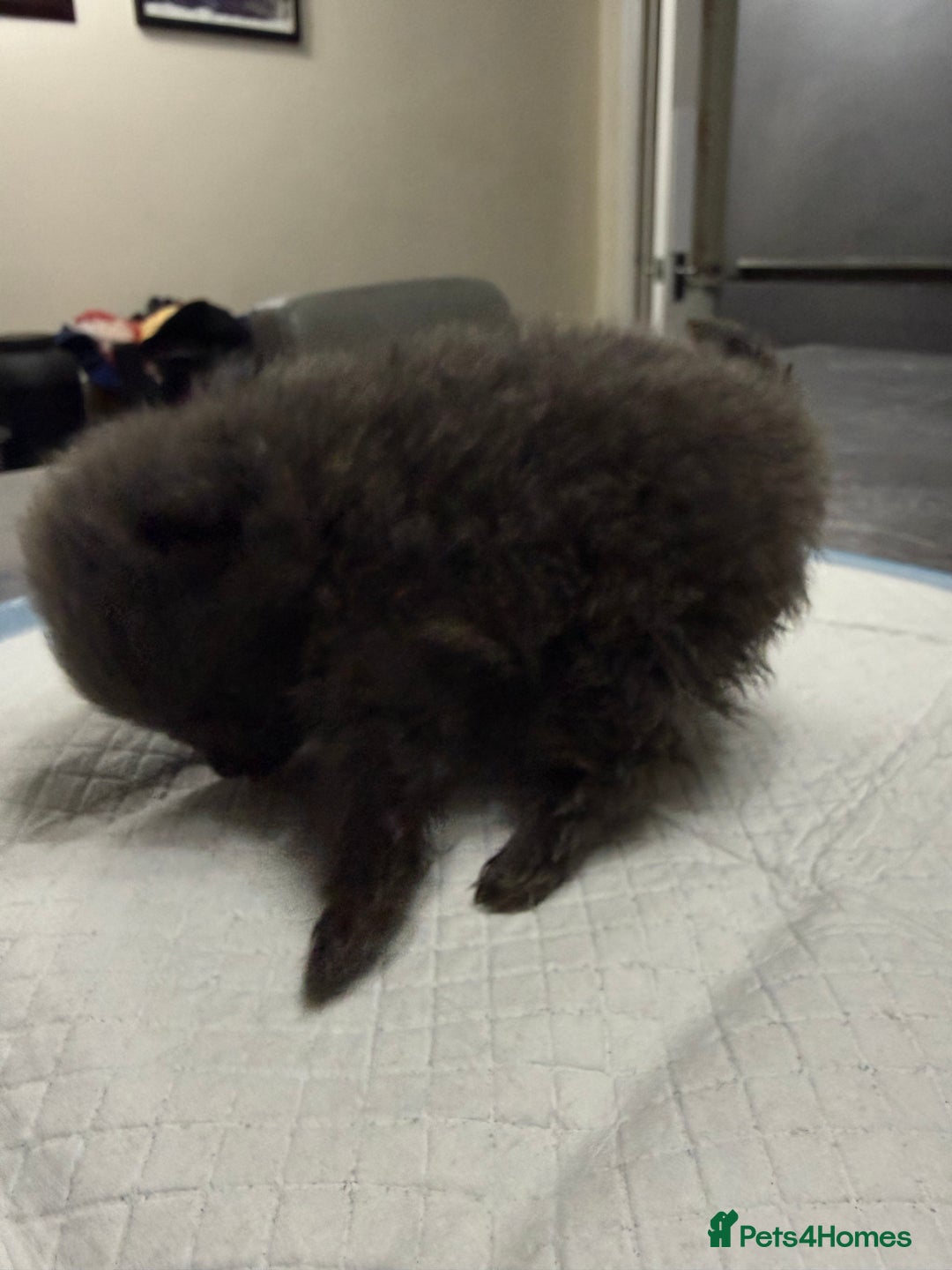 Pomeranian dogs for sale: Pomeranian boy for sale - Advert 2