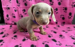 Miniature Dachshund dogs for sale: Gorgeous miniature dachshund puppies - Image 18