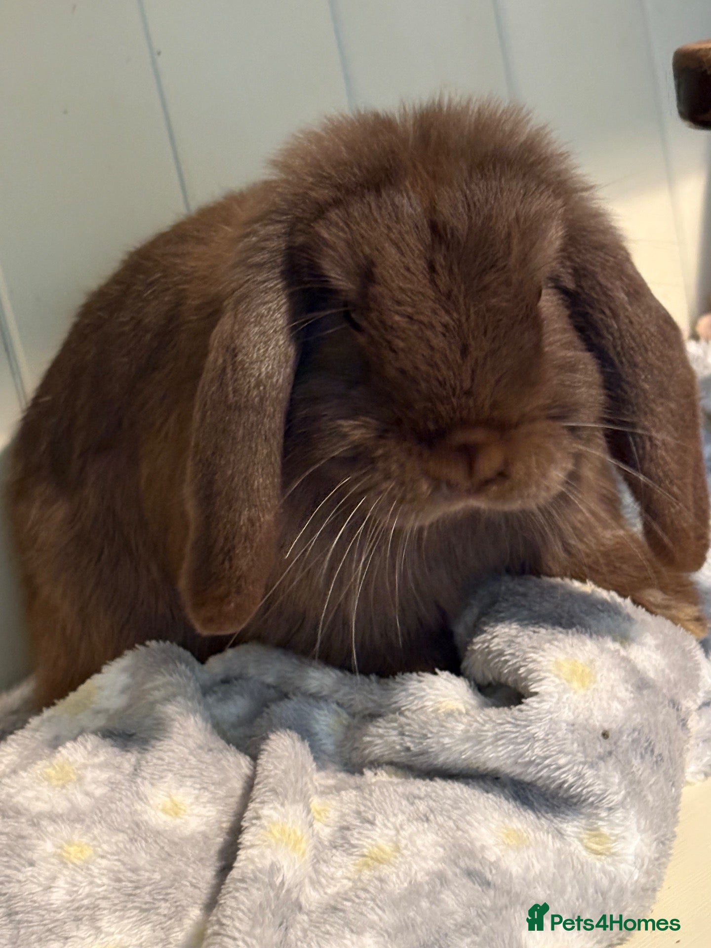 Mini Lop rabbits Mini lops-vaccinated-raised indoors  - Advert 1