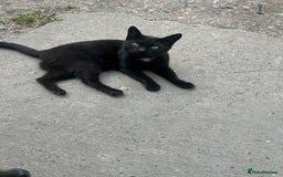 Mixed Breed cats for sale: Bonnie girl  - Image 1