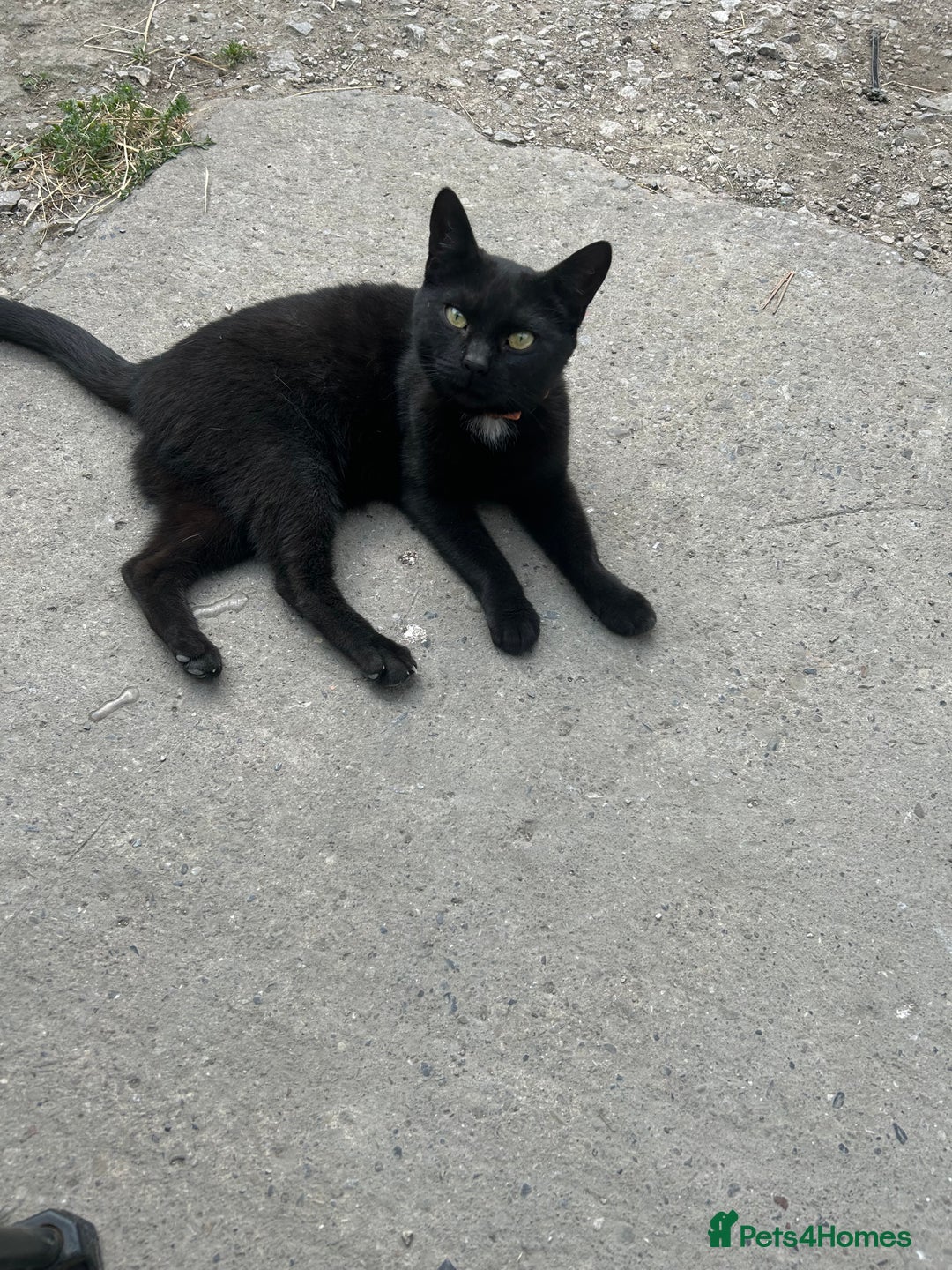 Mixed Breed cats for sale: Bonnie girl  - Image 1