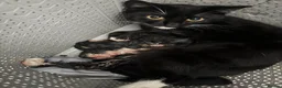 Domestic Shorthair cats for sale: Loving kittens looking for 5 ⭐ homes - Advert 9