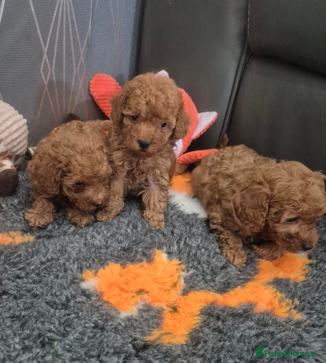 Miniature Poodle dogs for sale: KC Fox Red Miniature Poodle Boys - Image 4