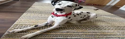 Dalmatian dogs for stud: FOR STUD - Advert 2