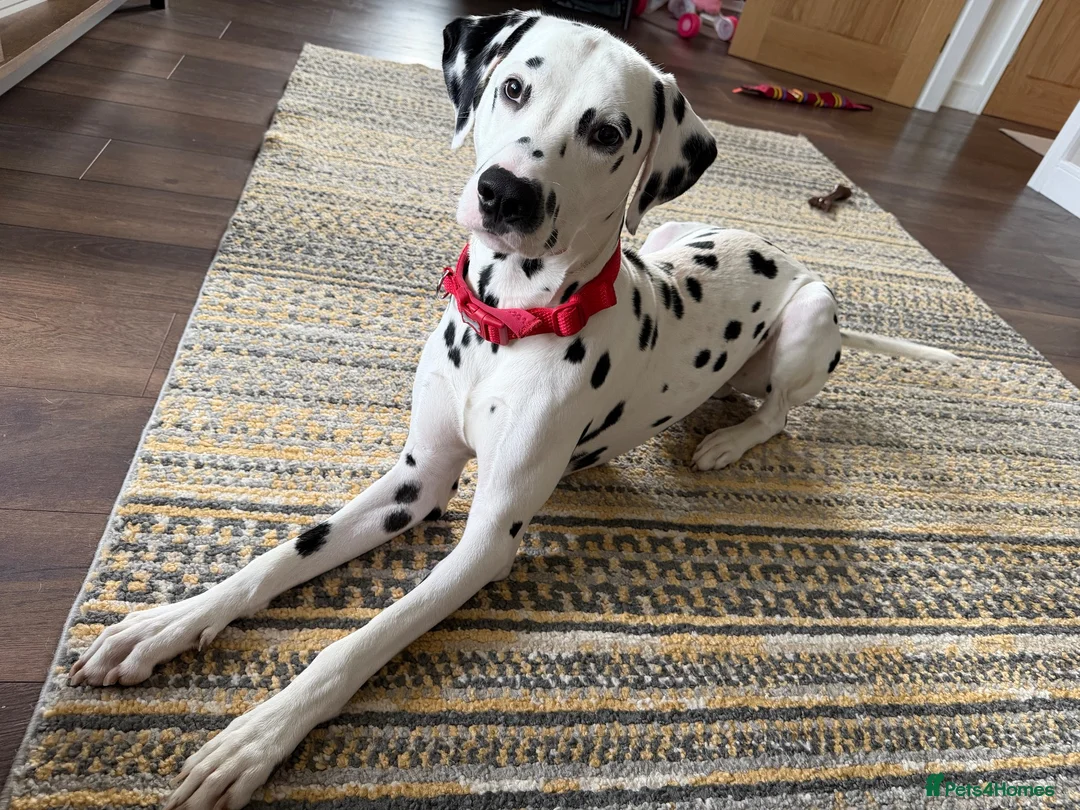 Dalmatian dogs for stud: FOR STUD - Advert 2