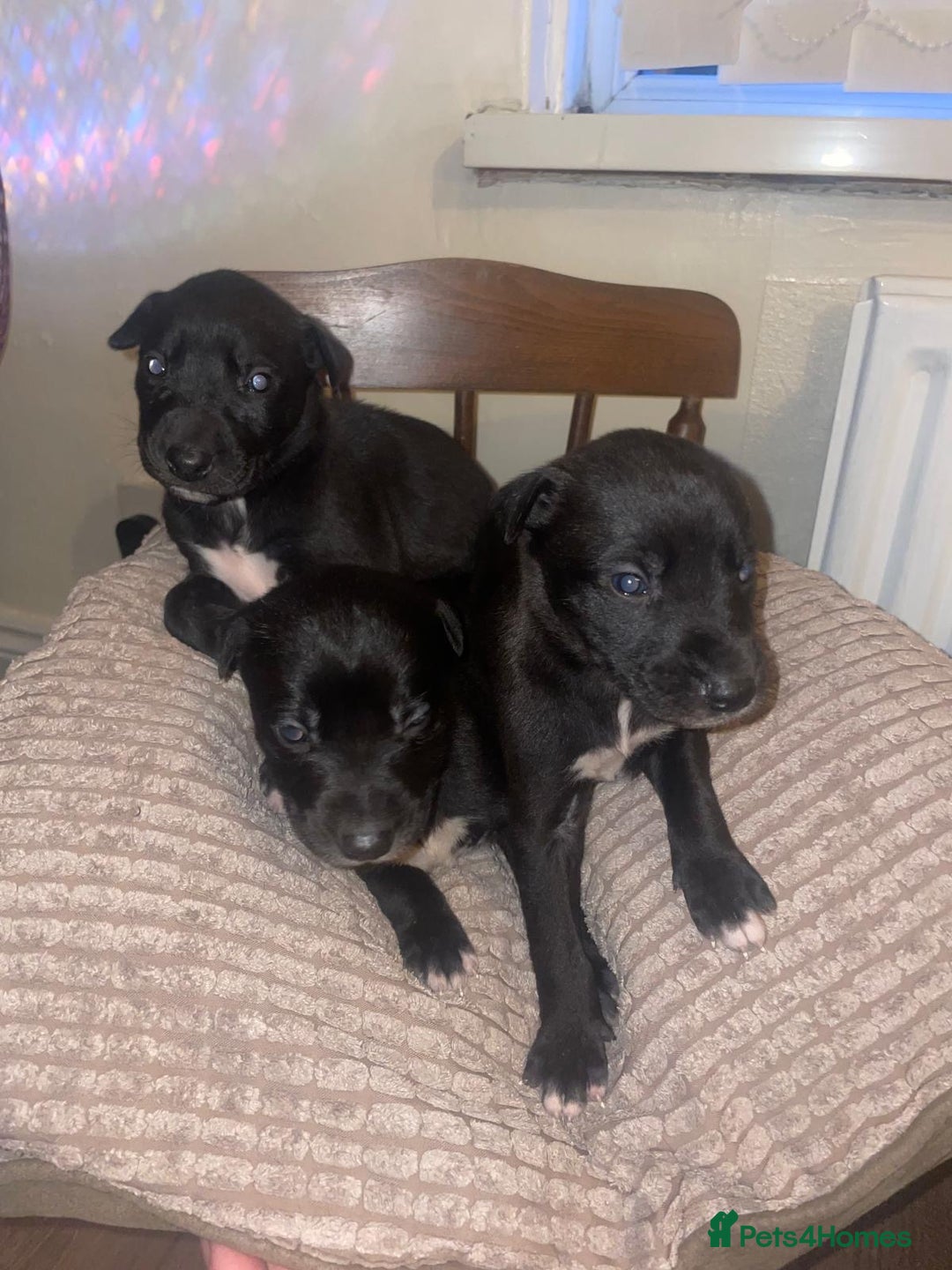 Lurcher dogs for sale: Lurcher pups  - Advert 2