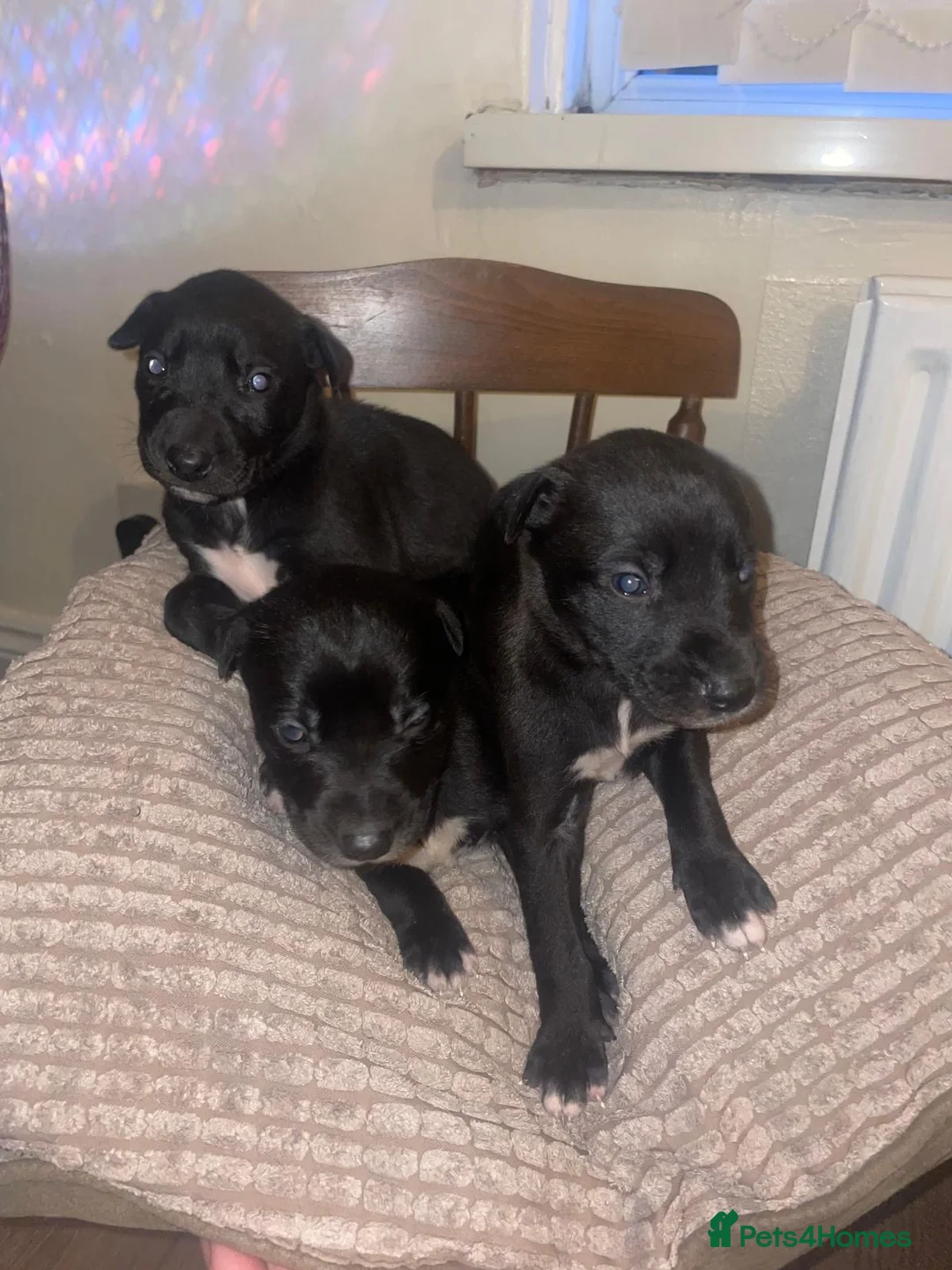 Lurcher dogs for sale: Lurcher pups  - Advert 2