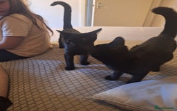 British Shorthair cats for sale: Two female black cats and one male black and white - Image 2