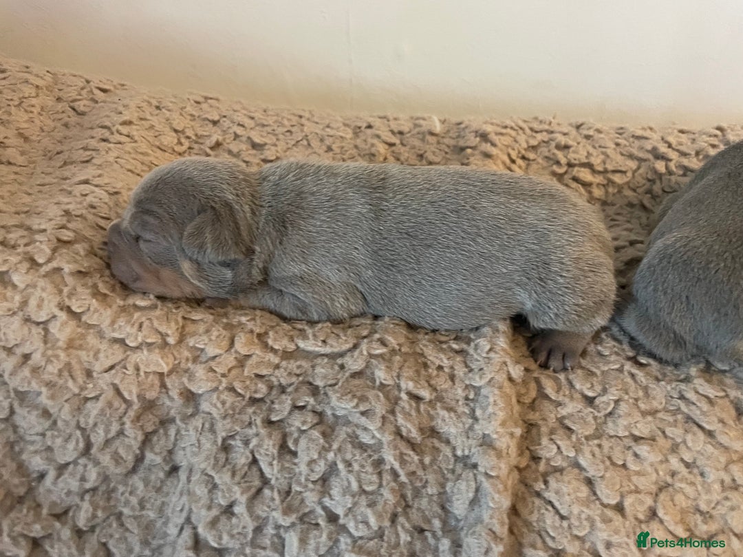 French Bulldog dogs for sale: French bulldog puppies - Image 8