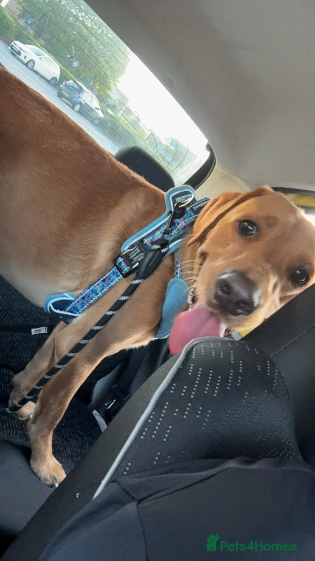 Labrador Retriever dogs for sale: Buddy,  fox red Labrador  in South Shields - Advert 6
