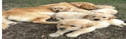 Golden Retriever dogs for sale: Golden Retriever puppies in Winchester - Advert 2