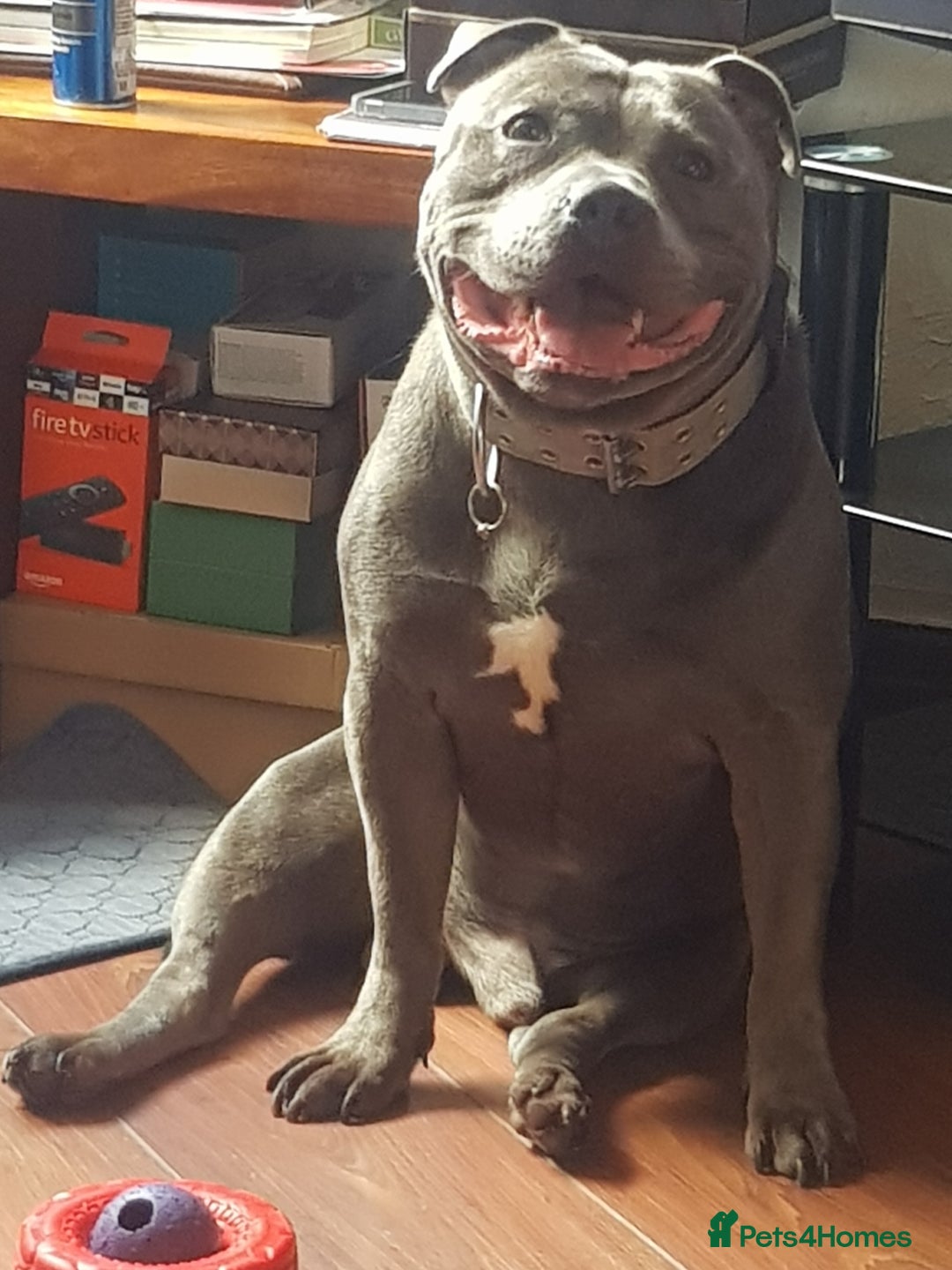 Staffordshire Bull Terrier dogs for stud: Meho stud dog - Advert 6