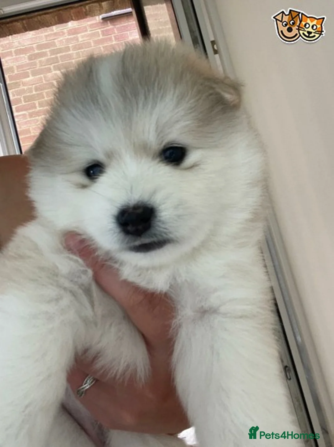 Pomsky dogs for stud: Best stud around Champions in every generation  in Coventry - Advert 6