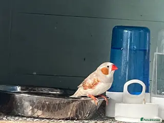 Budgerigars birds Outdoor Aviary Birds - Advert 15