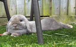 Mini Lop rabbits for sale: 1 year old Lilac Self mini lop  - Image 3