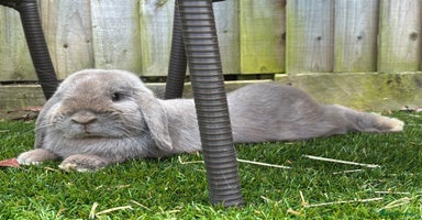 Mini Lop rabbits - Advert 11