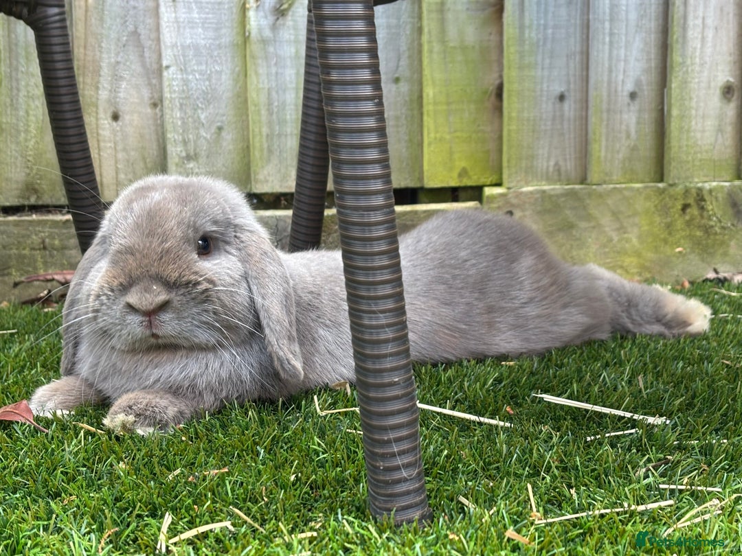 Mini Lop rabbits for sale: 1 year old Lilac Self mini lop  - Image 3