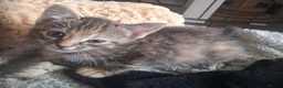 Mixed Breed cats for sale: Last little kitten ready to go to her forever home - Advert 7