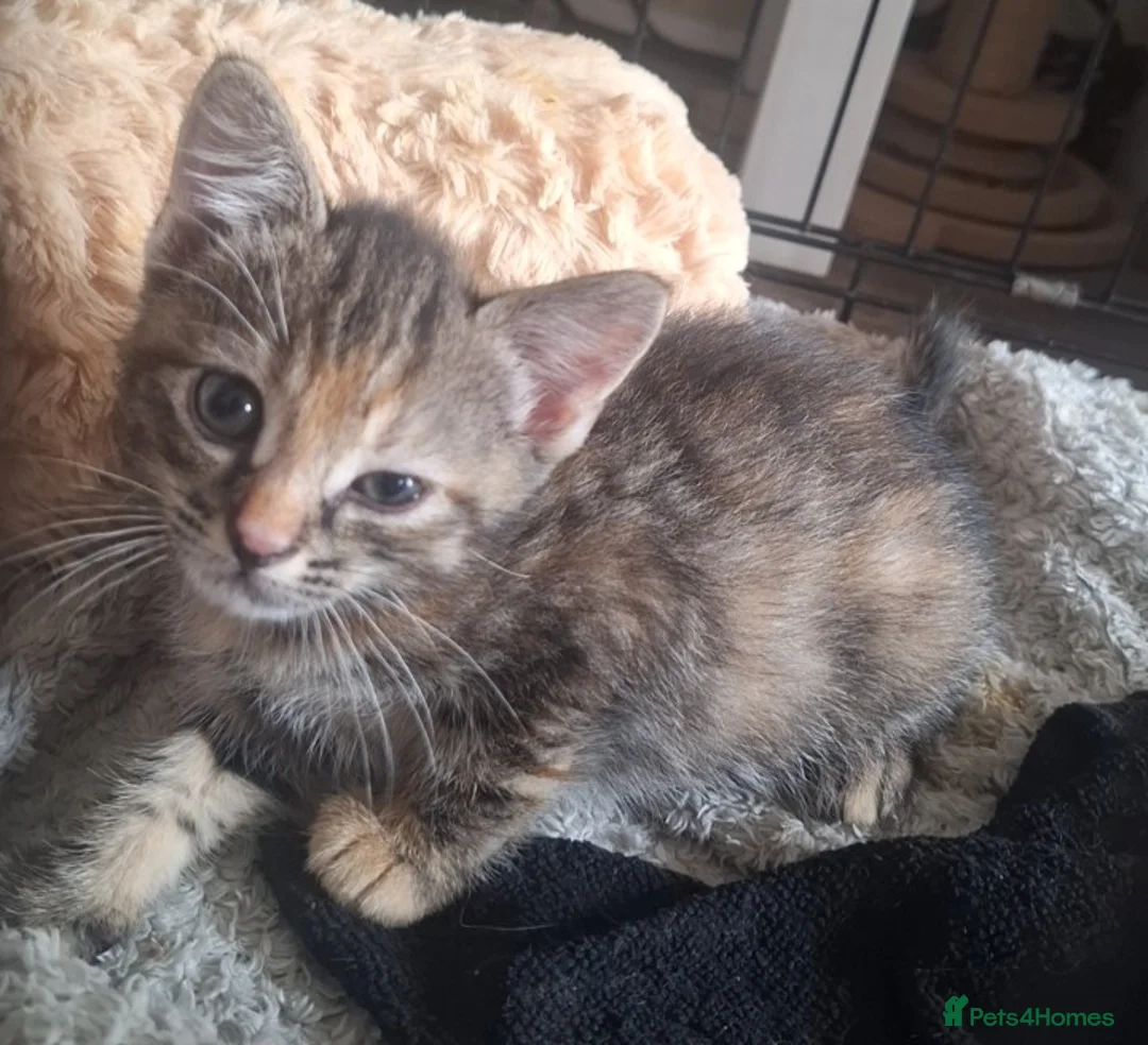Mixed Breed cats for sale: Last little kitten ready to go to her forever home - Advert 7