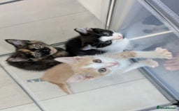 Domestic Shorthair cats for sale: Gorgeous Trio of Kittens to go together - Image 1