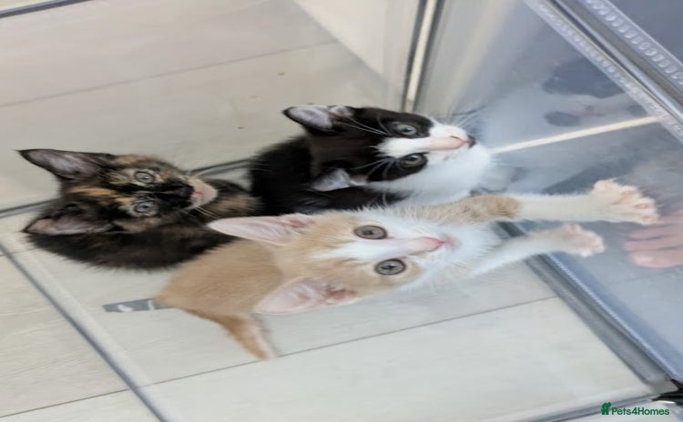 Domestic Shorthair cats - Advert 1