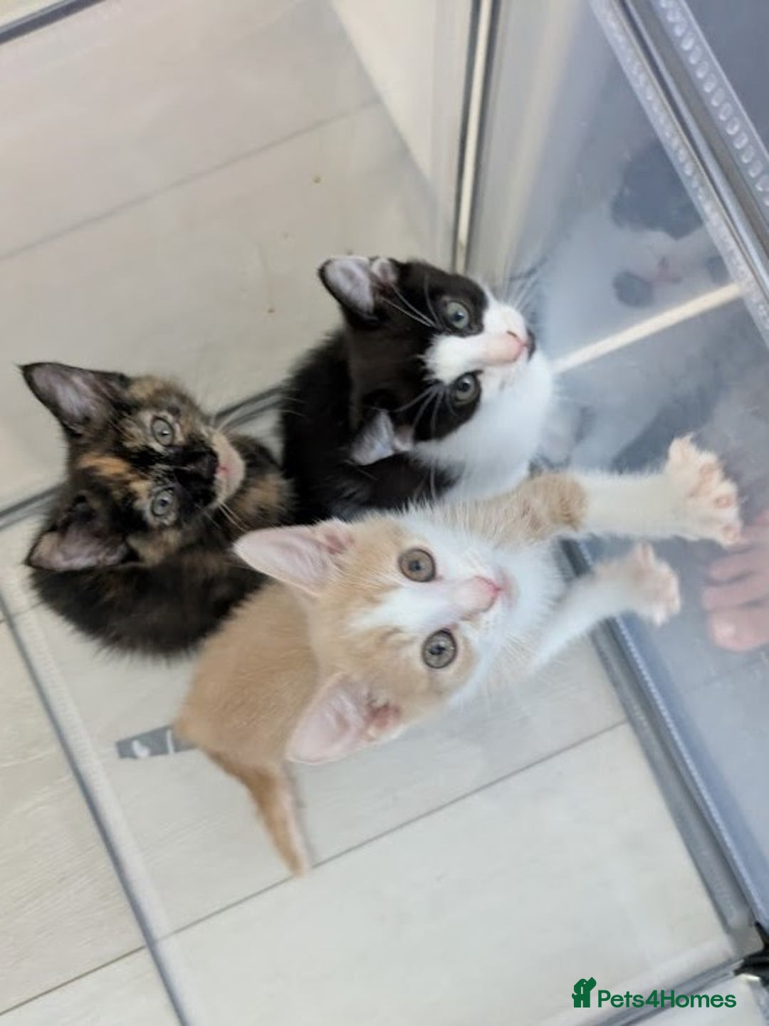 Domestic Shorthair cats for sale: Gorgeous Trio of Kittens to go together - Image 1