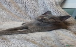 Mixed Breed cats for sale: Beautiful British shorthaired mix mainecoon  - Image 1