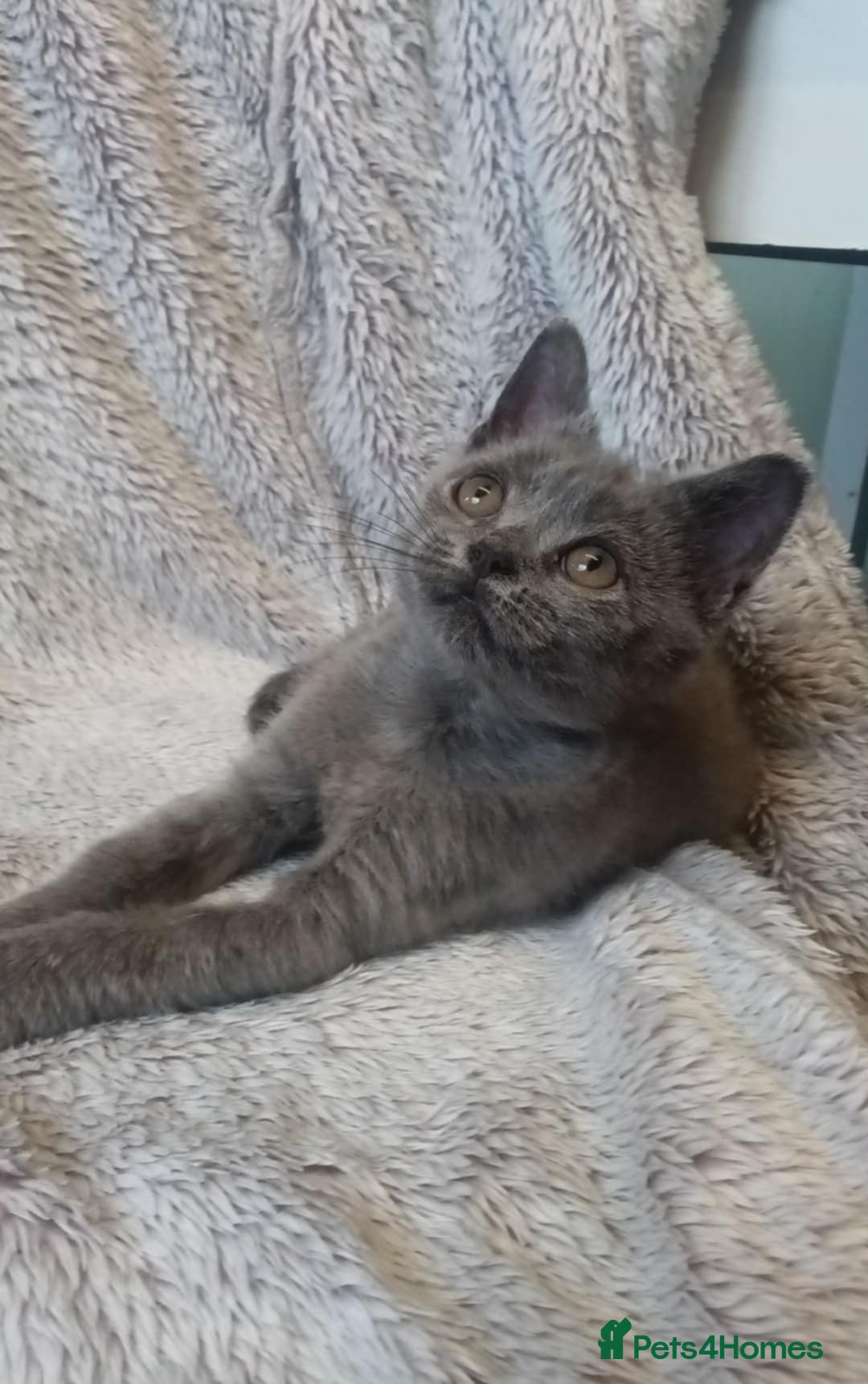 Mixed Breed cats for sale: Beautiful British shorthaired mix mainecoon  - Image 1