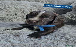 Cocker Spaniel dogs for sale: Exquisite Brown/White Working Cocker Spaniel Pups - Image 3