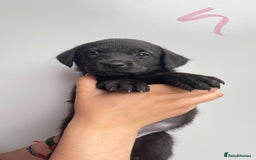 Labrador Retriever dogs for sale: Labrador retriever pups KC Registered - Image 3
