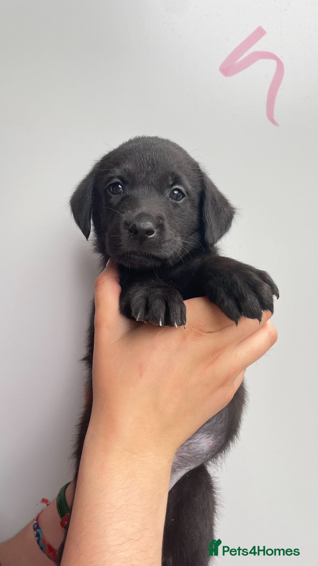 Labrador Retriever dogs for sale: Labrador retriever pups KC Registered - Image 3