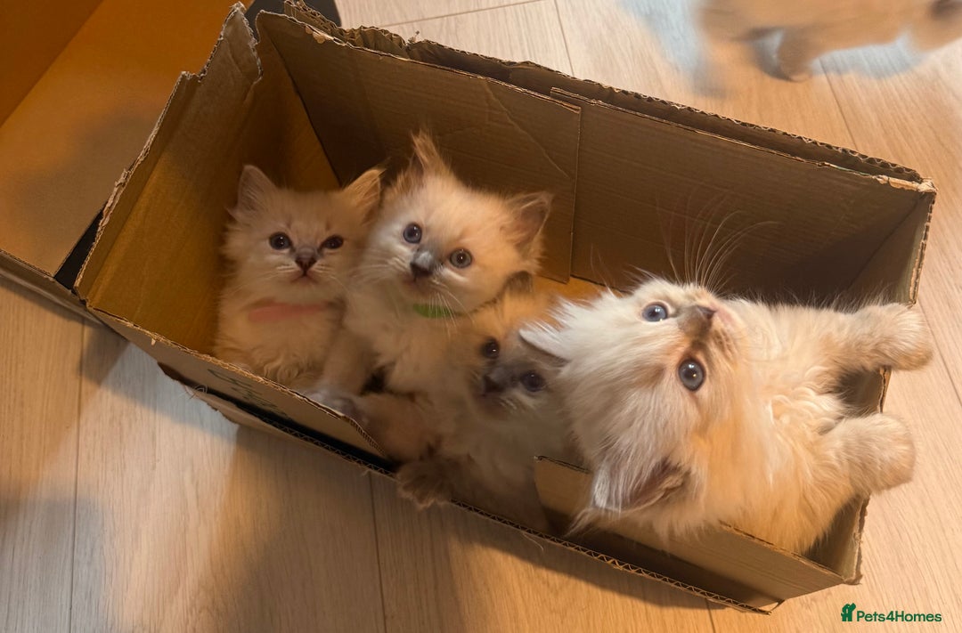 Ragdoll cats for sale: Beautiful Ragdoll Kittens  - Image 21