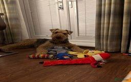 Airedale Terrier dogs for stud: (PROVEN STUD) Samcajo Gandalf the Wise in Durham - Image 1